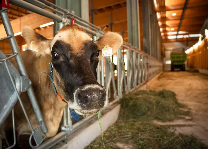 ゲストハウス Fruehstueckspension Muellergut 3*